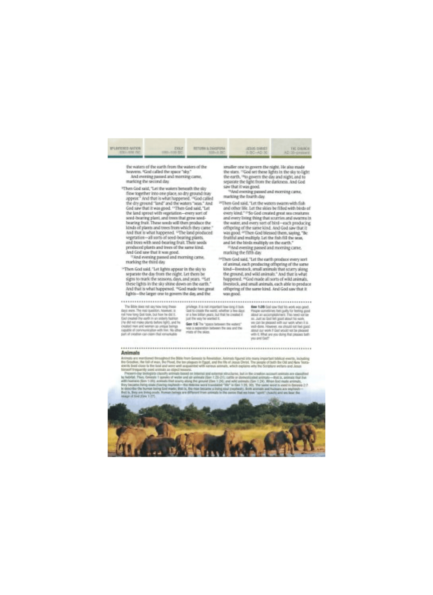 NLT Chronological Life Application Study Bible | Leatherlike Brown/Tan